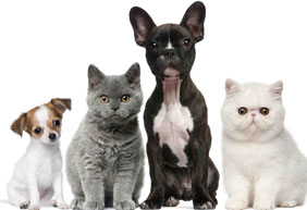 Redes de Proteção e Tela Mosquiteira Zona Leste